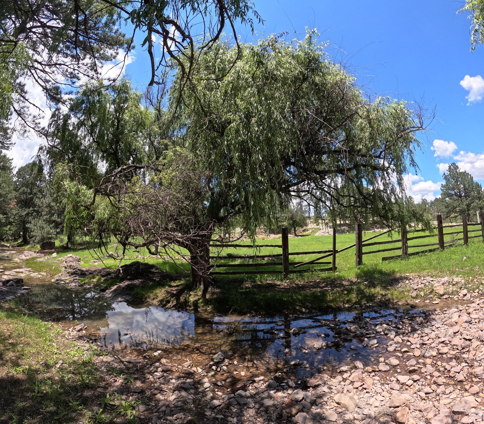 Arroyo entre los pinos del rancho